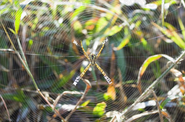 Insects, Arachnid, Spider, Bangladesh Srimongal Spider and fine web. 
Photo Nic I Anson / Eye Ubiquitous