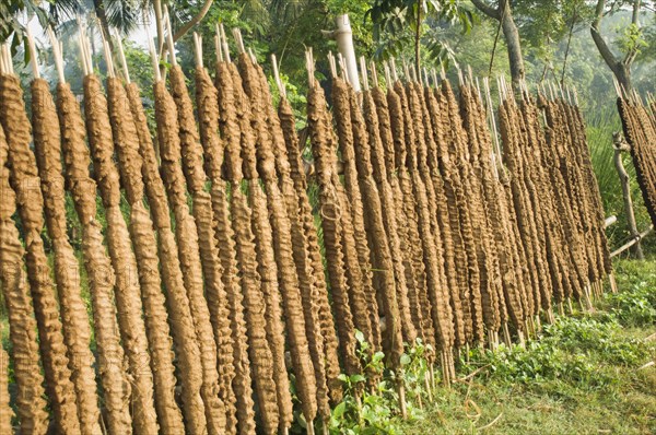 Bangladesh, Rajshahi, Sticks of cow dung drying in the sun to be used as fuel. 
Photo Nic I Anson / Eye Ubiquitous