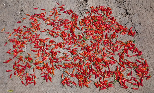 Laos, Mekong, Drying Red Peppers in Village on the Mekong River. 
Photo Richard Rickard / Eye Ubiquitous