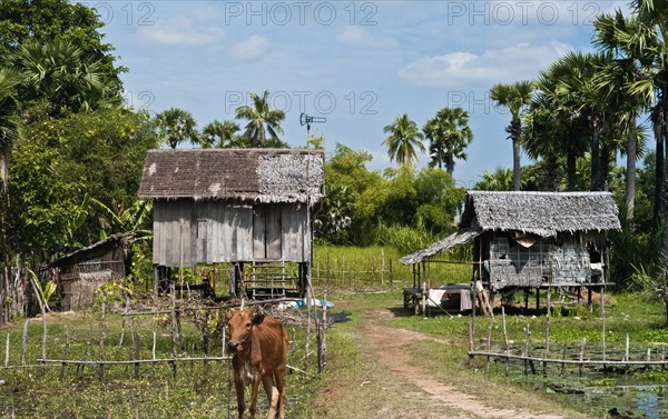 Cambodia, Architecture, Rural stilt housing. 
Photo Richard Rickard / Eye Ubiquitous