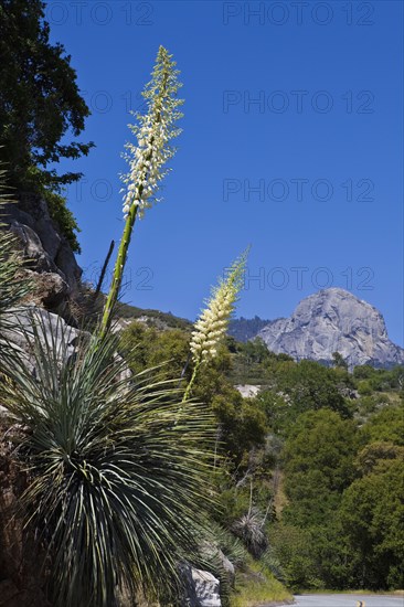 USA, California, Sequoia National Park, A Yucca Whippleb Percusa flower. 
Photo Richard Rickard / Eye Ubiquitous