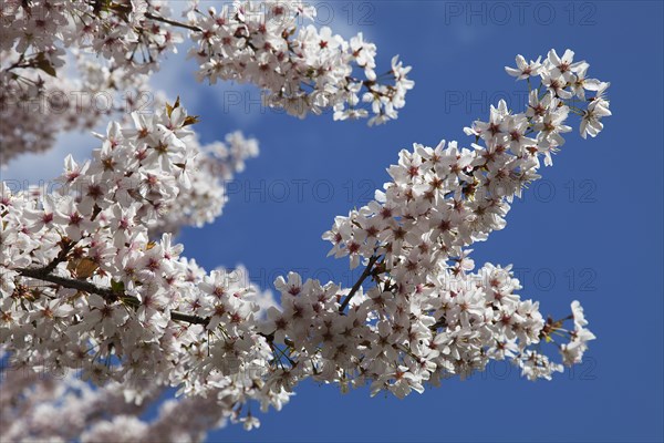 Plants, Flowers, Apple tree, Close up of Malus domestica branches with white blossoms. 
Photo Zhale Naoka Gibbs / Eye Ubiquitous