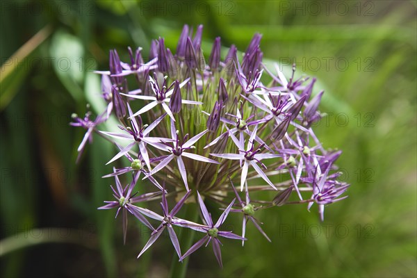 Plants, Flowers, Allium, Close up detail of Allium Christophii. 
Photo Zhale Naoka Gibbs / Eye Ubiquitous