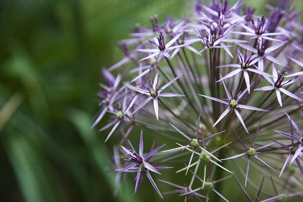 Plants, Flowers, Allium, Close up detail of Allium Christophii. 
Photo Zhale Naoka Gibbs / Eye Ubiquitous