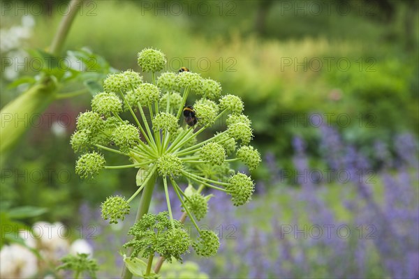 Plants, Flowers, Angelica, Close up of Bees on Angelica Gigas flower. 
Photo Zhale Naoka Gibbs / Eye Ubiquitous