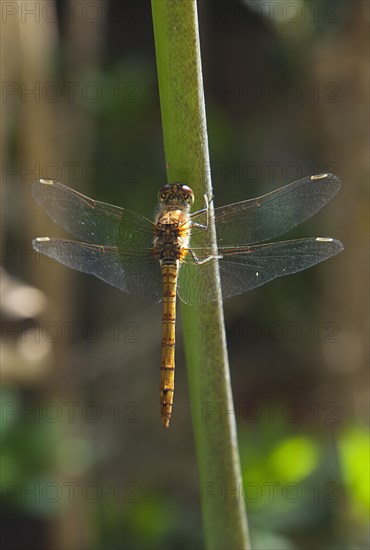 Plants, Agapanthus, Dragonfly on Agapanthus. 
Photo Zhale Naoka Gibbs / Eye Ubiquitous