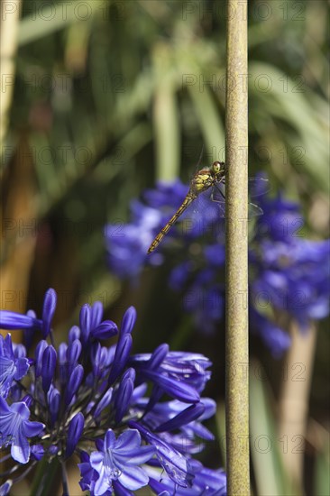 Plants, Flowers, Agapanthus, Dragonfly on Agapanthus. 
Photo Zhale Naoka Gibbs / Eye Ubiquitous