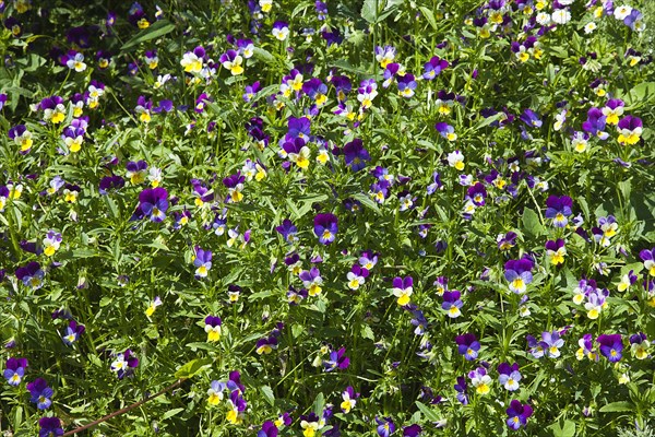 Plants, Flowers, Pansy, Pansy Viola wittrockiana growing wild in garden. 
Photo Zhale Naoka Gibbs / Eye Ubiquitous