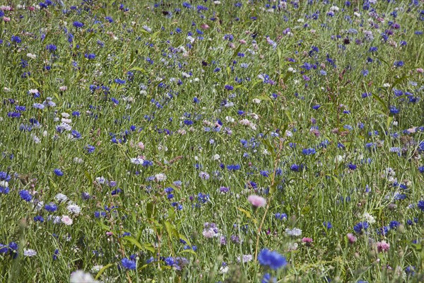 Plants, Flowers, Wild Flowers, Meadow of mixed wild flowers Cornflower and Daisies. . 
Photo Zhale Naoka Gibbs / Eye Ubiquitous