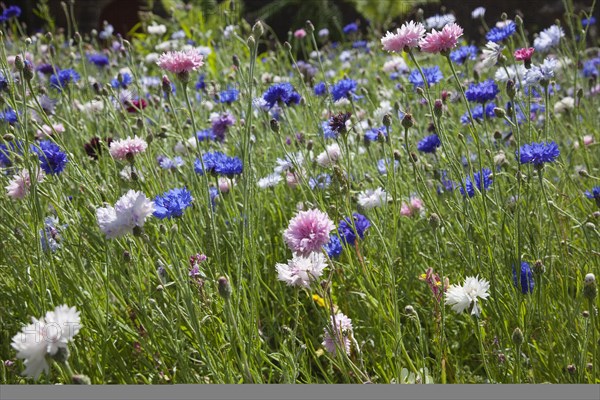 Plants, Flowers, Wild Flowers, Meadow of mixed wild flowers Cornflower and Daisies. 
Photo Zhale Naoka Gibbs / Eye Ubiquitous