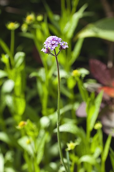 Plants, Flowers, Verbena, Cose up of Verbena Bonariensis flower. 
Photo Zhale Naoka Gibbs / Eye Ubiquitous