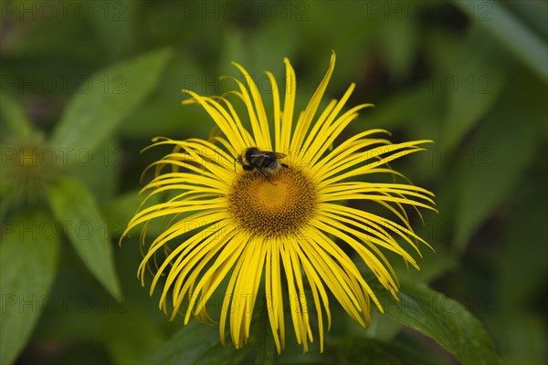 Plants, Flowers, Inula Hookeri, Bee on yellow coloured Inula Hookeri flower. 
Photo Zhale Naoka Gibbs / Eye Ubiquitous