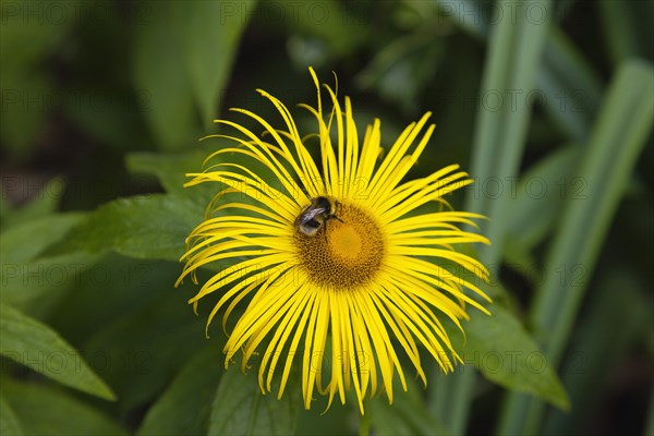 Plants, Flowers, Inula Hookeri, Bee on yellow coloured Inula Hookeri flower. 
Photo Zhale Naoka Gibbs / Eye Ubiquitous