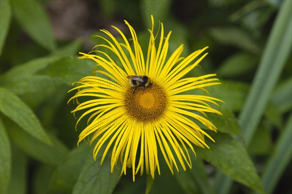 Plants, Flowers, Inula Hookeri, Bee on yellow coloured Inula Hookeri flower. 
Photo Zhale Naoka Gibbs / Eye Ubiquitous