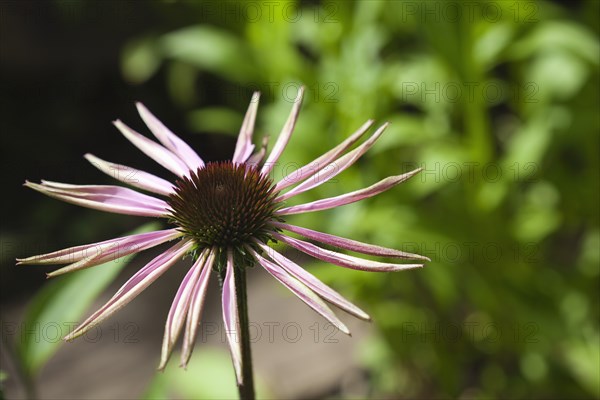 Echinacea