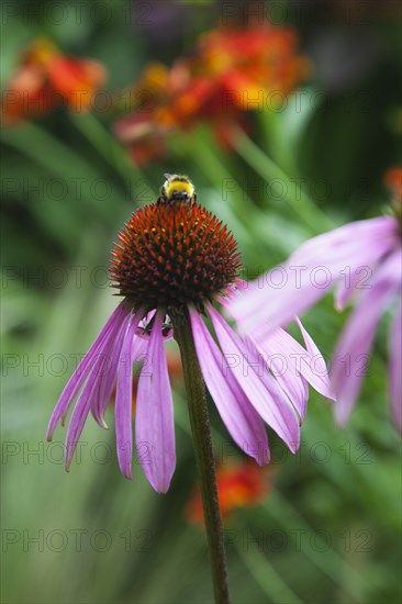 Echinacea