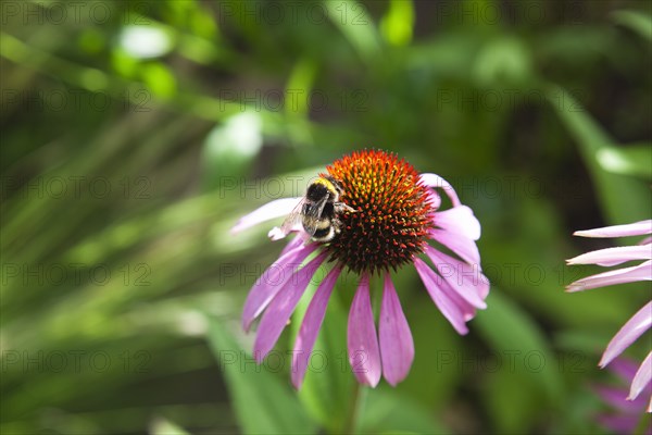 Echinacea