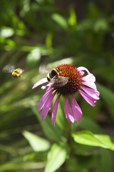 Echinacea