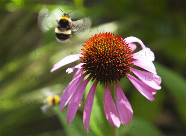 Echinacea