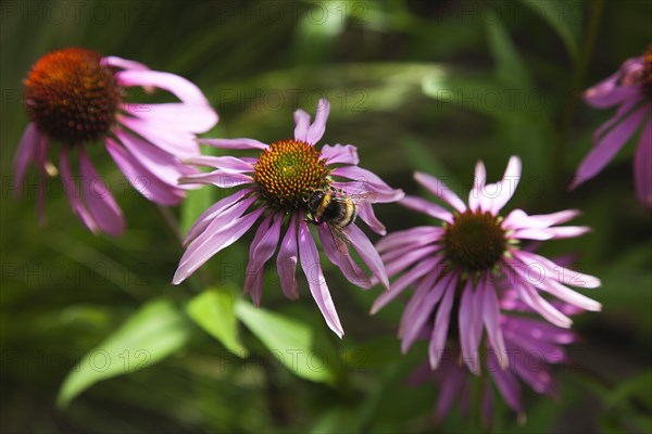 Echinacea