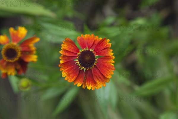 Plants, Flowers, Sneezeweed, Close up of Helenium Moerheim Beauty Sneezeweed flower. 
Photo Zhale Naoka Gibbs / Eye Ubiquitous