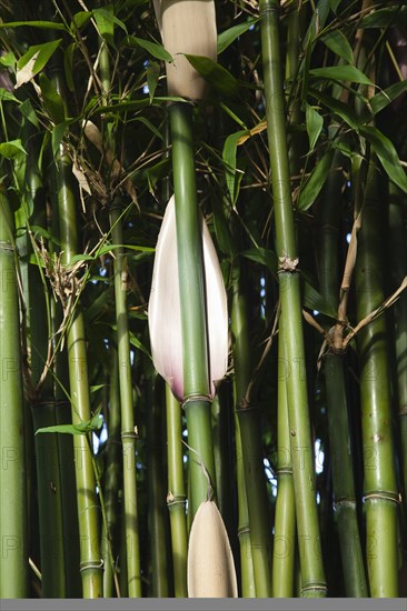 Plants, Bamboo, Close up of Semiarundinaria Fastuosa Bamboo growing in urban garden. 
Photo Zhale Naoka Gibbs / Eye Ubiquitous
