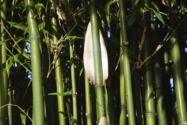 Plants, Bamboo, Close up of Semiarundinaria Fastuosa Bamboo growing in urban garden. 
Photo Zhale Naoka Gibbs / Eye Ubiquitous