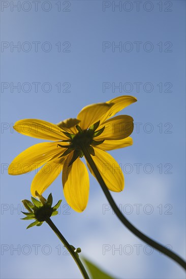 Plants, Flowers, Rudbeckia, Rudbeckia laciniata Herbstsonne green headed coneflower. 
Photo Zhale Naoka Gibbs / Eye Ubiquitous