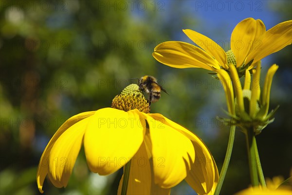 Plants, Flowers, Rudbeckia, Bee on Rudbeckia laciniata Herbstsonne green headed coneflower. 
Photo Zhale Naoka Gibbs / Eye Ubiquitous