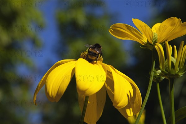 Plants, Flowers, Rudbeckia, Bee on Rudbeckia laciniata Herbstsonne green headed coneflower. 
Photo Zhale Naoka Gibbs / Eye Ubiquitous