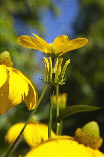 Plants, Flowers, Rudbeckia, Rudbeckia laciniata Herbstsonne green headed coneflower. 
Photo Zhale Naoka Gibbs / Eye Ubiquitous