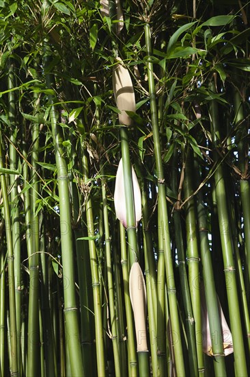 Plants, Bamboo, Close up of Semiarundinaria Fastuosa Bamboo growing in urban garden. 
Photo Zhale Naoka Gibbs / Eye Ubiquitous