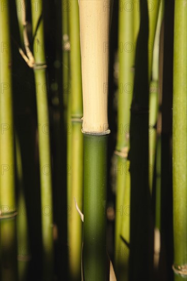 Plants, Bamboo, Close up of Semiarundinaria Fastuosa Bamboo growing in urban garden. 
Photo Zhale Naoka Gibbs / Eye Ubiquitous