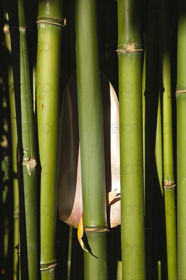 Plants, Bamboo, Close up of Semiarundinaria Fastuosa Bamboo growing in urban garden. 
Photo Zhale Naoka Gibbs / Eye Ubiquitous