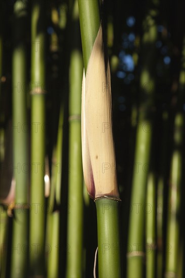 Plants, Flowers, Bamboo, Close up of Semiarundinaria Fastuosa Bamboo growing in urban garden. 
Photo Zhale Naoka Gibbs / Eye Ubiquitous