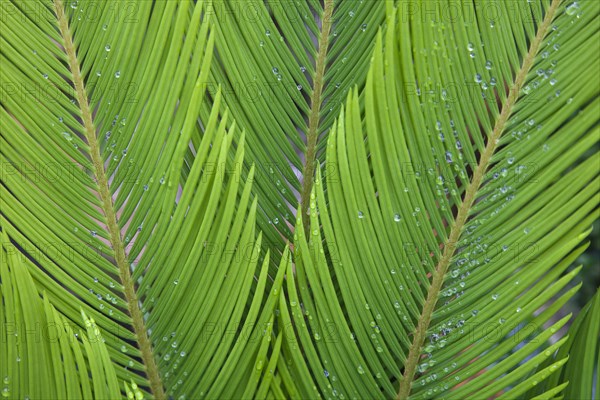 Plants, Sago Palm, Rain droplets on the leaves of Cycas Revoluta. 
Photo Zhale Naoka Gibbs / Eye Ubiquitous