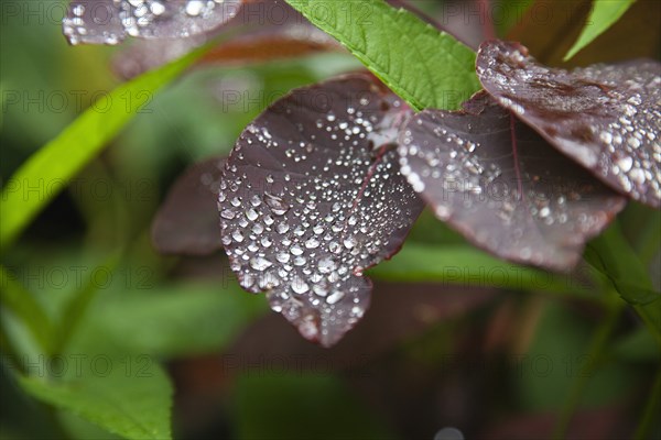 Plants, Smoke Bush, Water droplets on leaves of Cotinus Grace plant. 
Photo Zhale Naoka Gibbs / Eye Ubiquitous