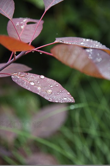 Plants, Smoke Bush, Water droplets on leaves of Cotinus Grace plant. 
Photo Zhale Naoka Gibbs / Eye Ubiquitous