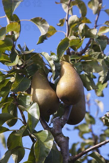 Plants, Fruit, Pears, Conference Pears growing on tree. 
Photo Zhale Naoka Gibbs / Eye Ubiquitous