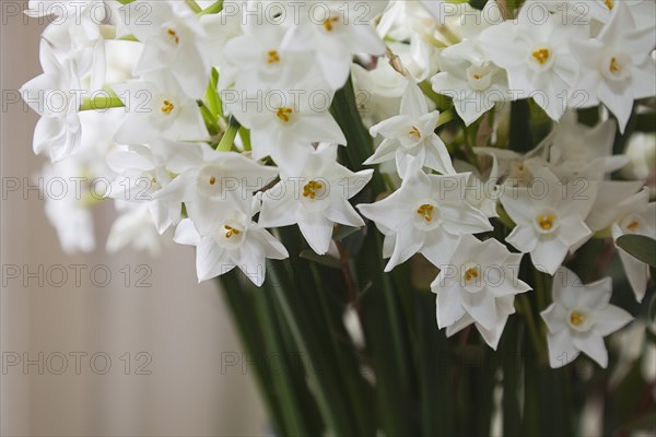 Plants, Flowers, Narcissus, Display of Paperwhite Narcissus. 
Photo Zhale Naoka Gibbs / Eye Ubiquitous