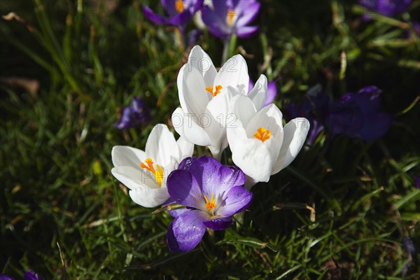 Plants, Flowers, Crocus, Low angled view of Crocuses growing wild amongst grass in public park. 
Photo Zhale Naoka Gibbs / Eye Ubiquitous