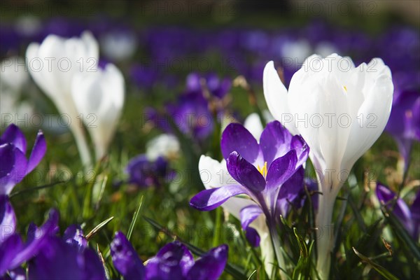 Plants, Flowers, Crocus, Low angled view of Crocuses growing wild amongst grass in public park. 
Photo Zhale Naoka Gibbs / Eye Ubiquitous