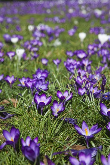 Plants, Flowers, Crocus, Low angled view of Crocuses growing wild amongst grass in public park. 
Photo Zhale Naoka Gibbs / Eye Ubiquitous