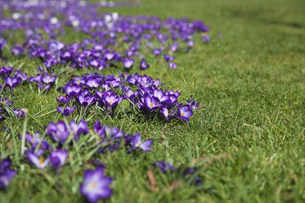 Plants, Flowers, Crocus, Low angled view of Crocuses growing wild amongst grass in public park. 
Photo Zhale Naoka Gibbs / Eye Ubiquitous