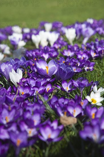 Plants, Flowers, Crocus, Low angled view of Crocuses growing wild amongst grass in public park. 
Photo Zhale Naoka Gibbs / Eye Ubiquitous