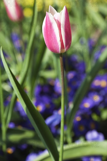 Plants, Flowers, Tulips, Tulip amongst bed of pansies. 
Photo Zhale Naoka Gibbs / Eye Ubiquitous