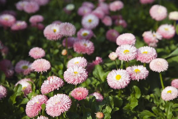 Plants, Flowers, Daisy, Mass of pink Bellis Perennis daisies growing wild. 
Photo Zhale Naoka Gibbs / Eye Ubiquitous