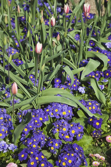 Plants, Flowers, Tulip, Tulips amongst bed of pansies. 
Photo Zhale Naoka Gibbs / Eye Ubiquitous