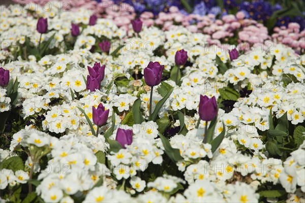 Plants, Flowers, Mixed, Garden with abundance of colourful Tulip and Primrose flowers. 
Photo Zhale Naoka Gibbs / Eye Ubiquitous