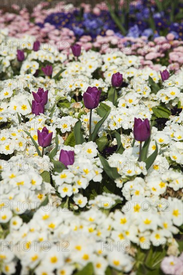 Plants, Flowers, Mixed, Garden with abundance of colourful Tulip and Primrose flowers. 
Photo Zhale Naoka Gibbs / Eye Ubiquitous